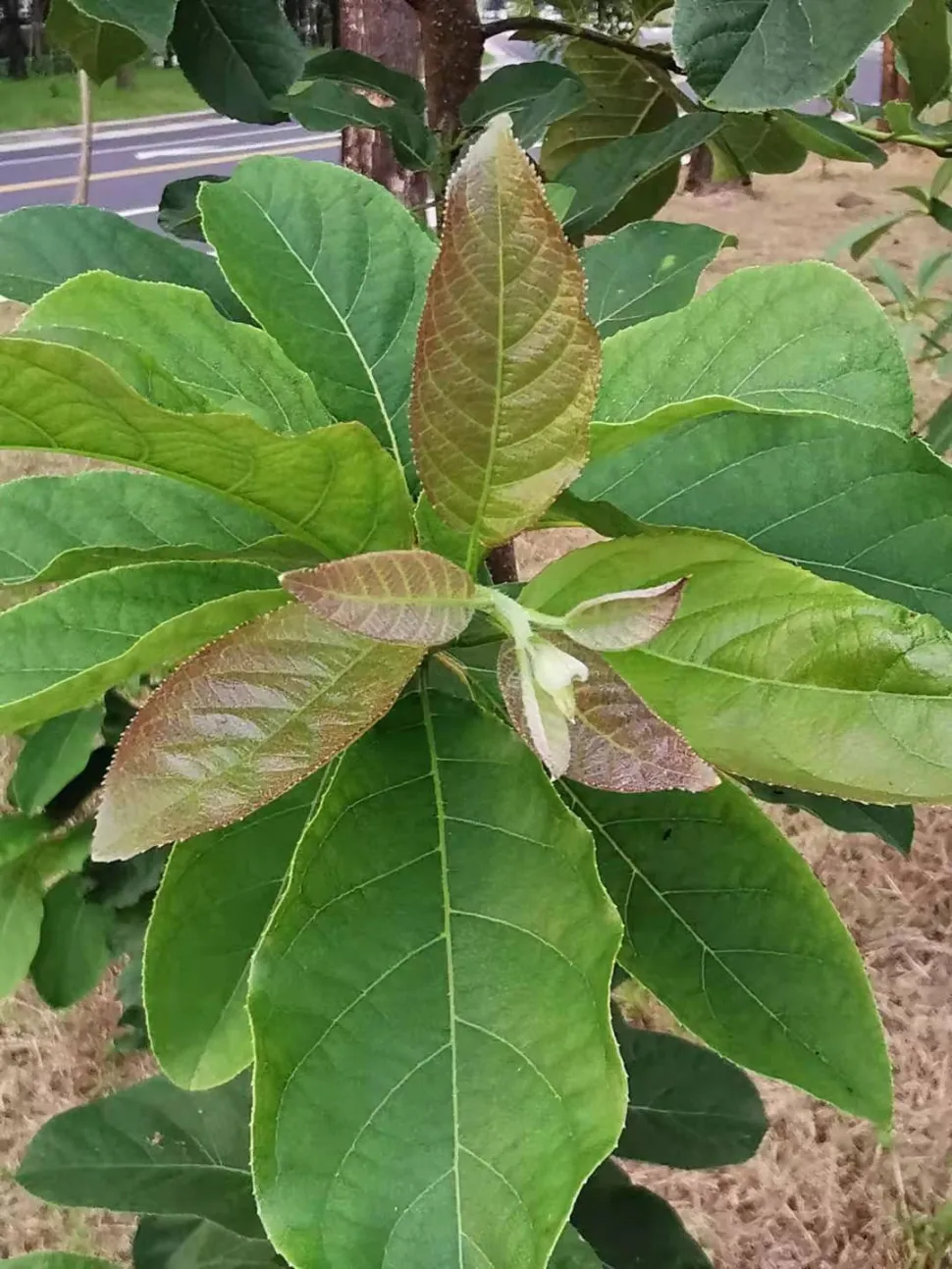 Foglie verdi Ehretia acuminata