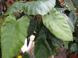 Alocasia wentii