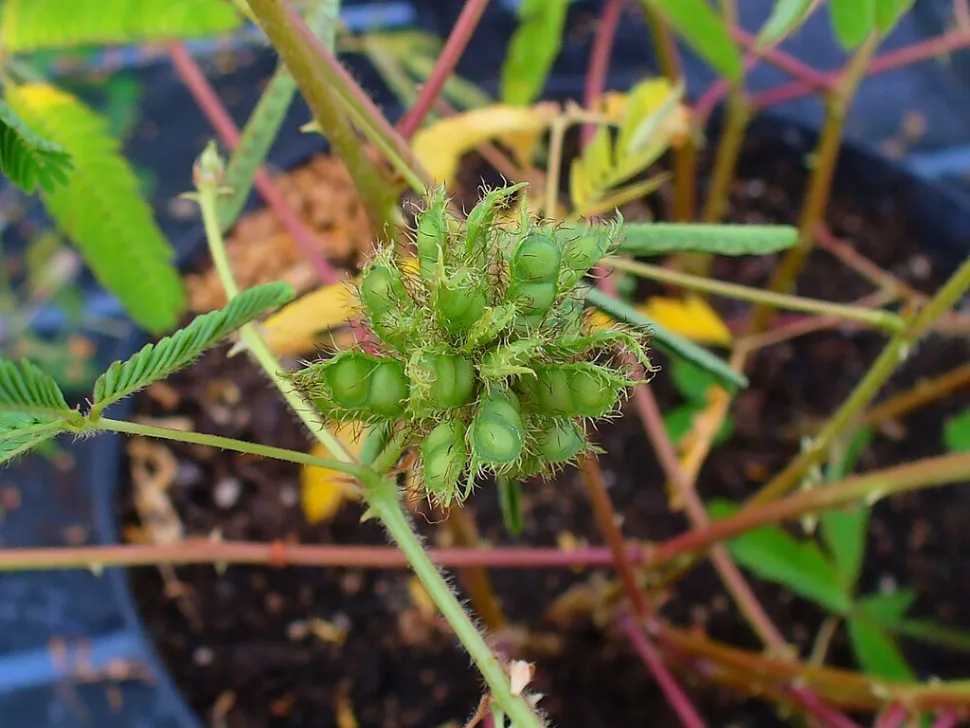 Mimosa pudica vrucht