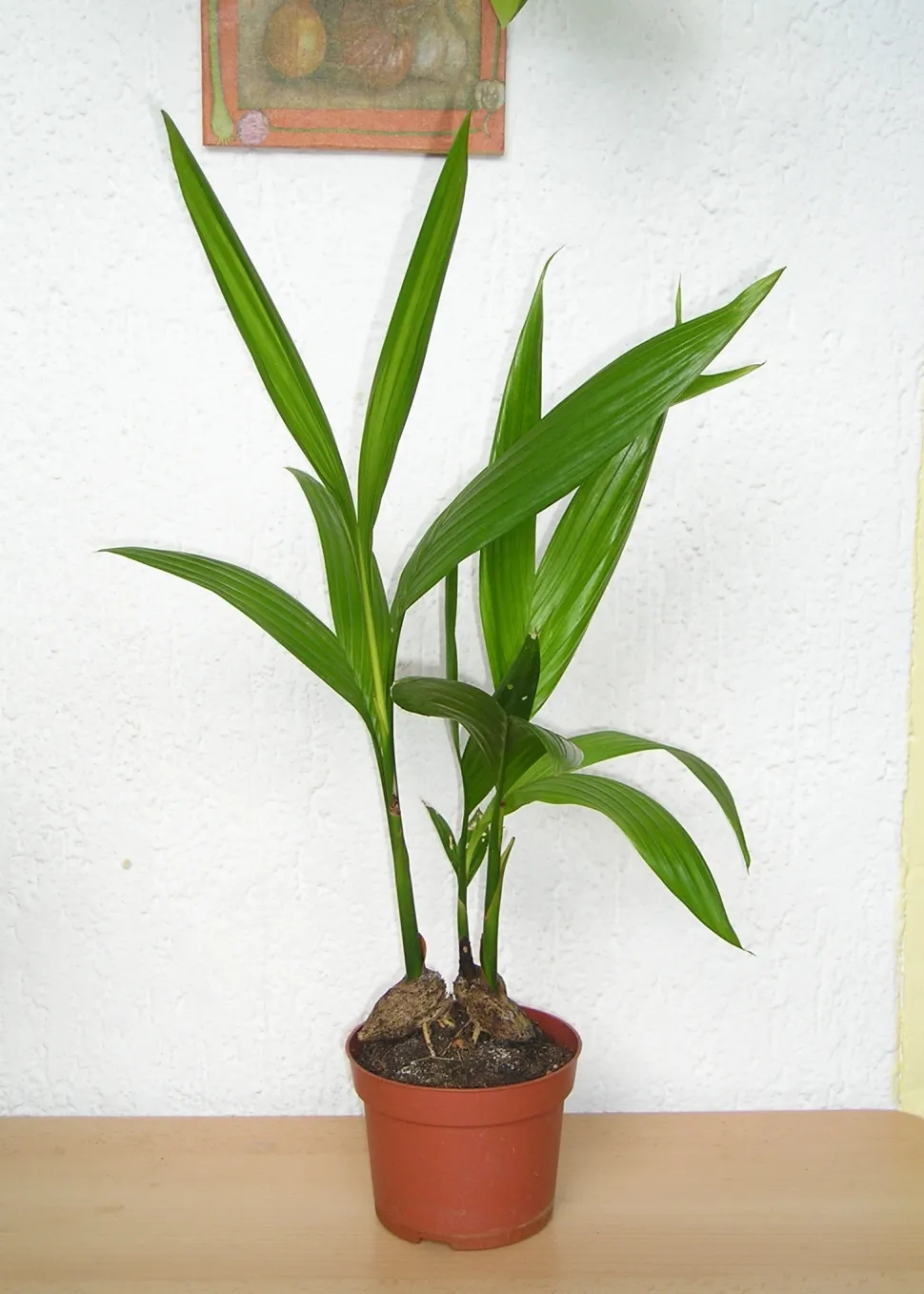 Palmera betel joven en una maceta