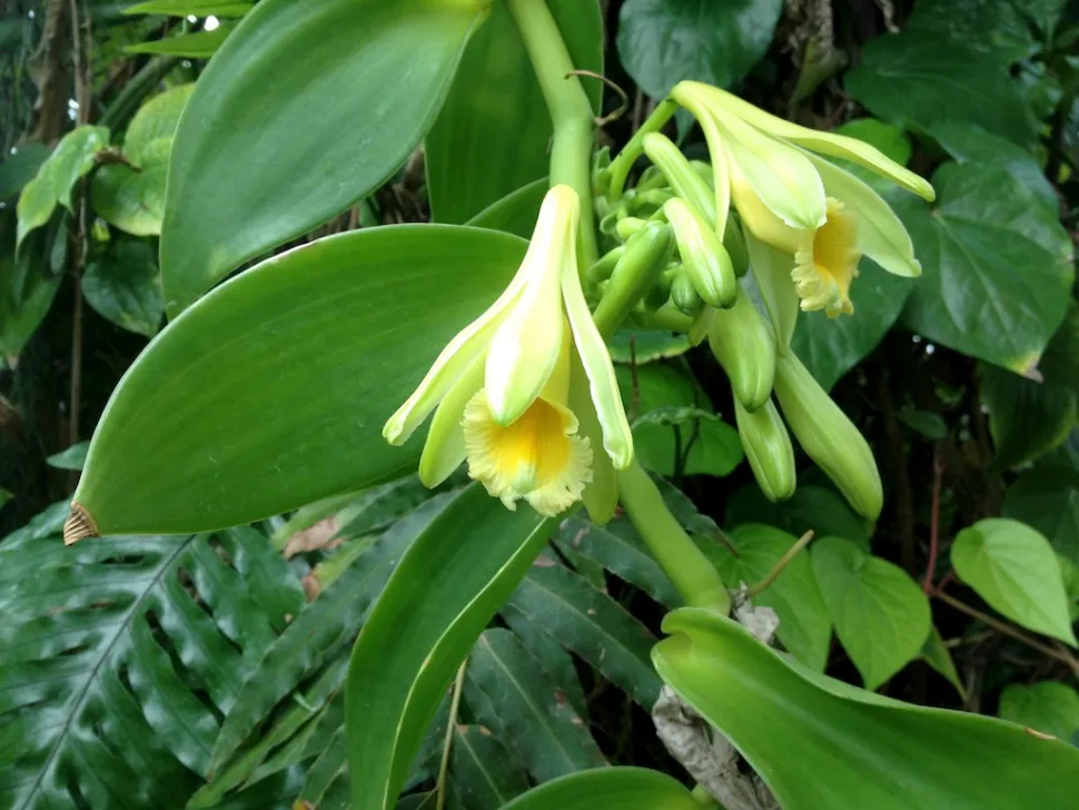 Gul vaniljeorkidéblomst