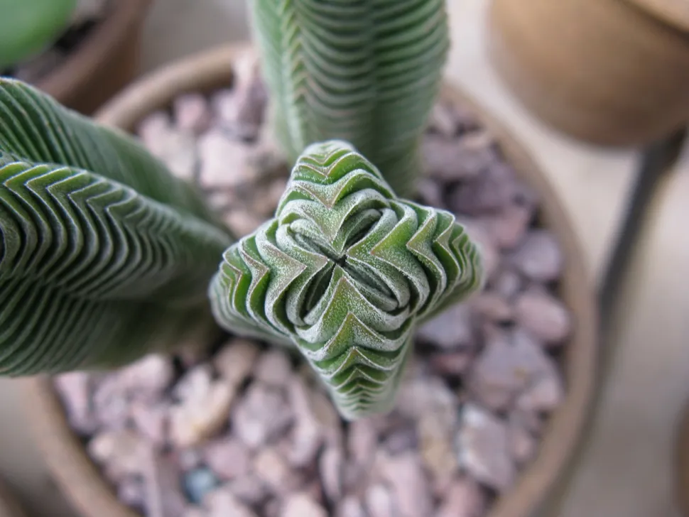 Crassula Buddha's temple von oben