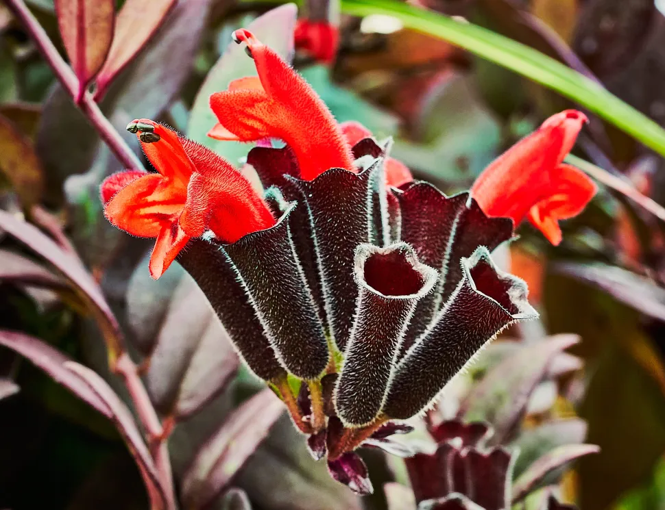 Flores de Aeschynanthus pulcher