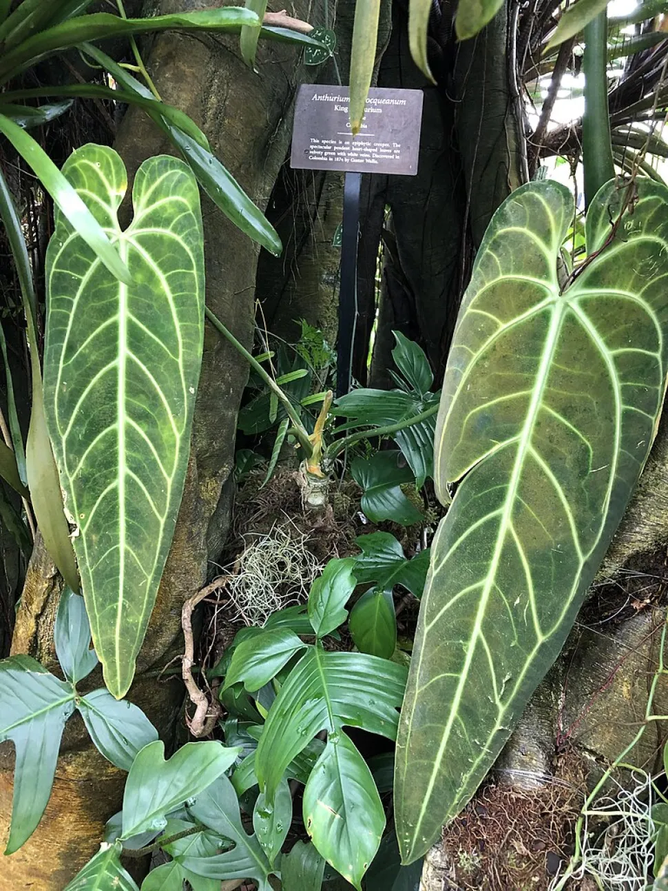 Anthurium warocqueanum grün-weiße lanzettliche Blätter