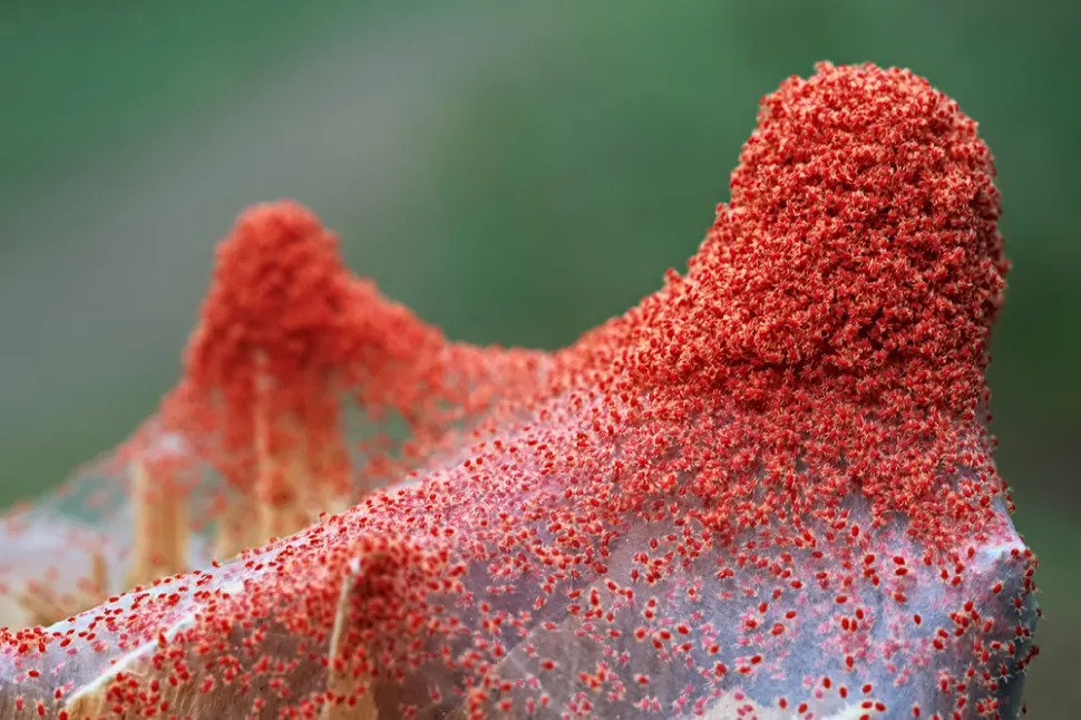 Colónia de aranhas vermelhas na sua teia