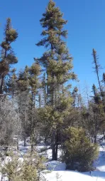 Picea mariana en pleine terre