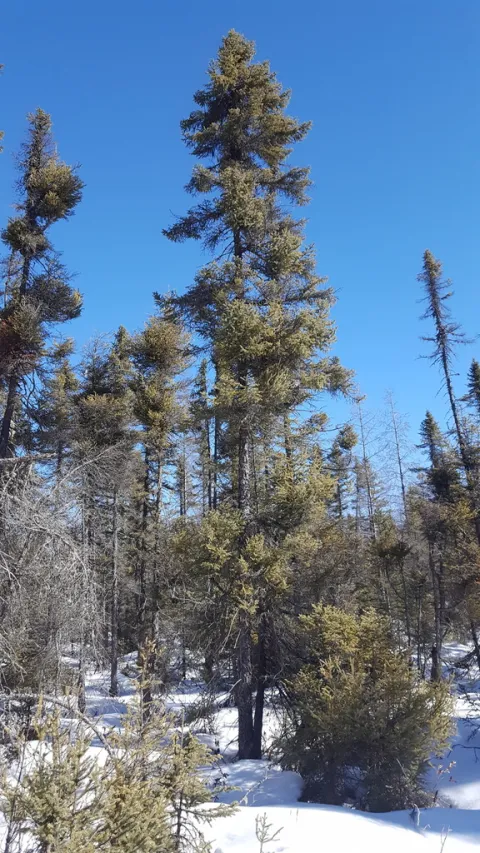 Picea mariana i jorden