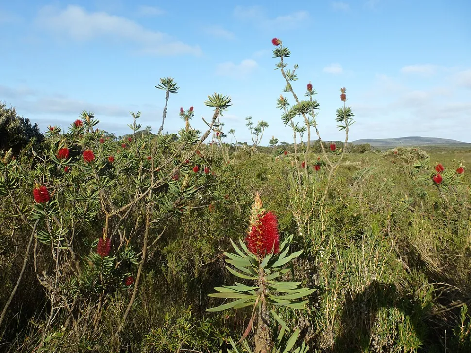 Melaleuca glauca en el suelo