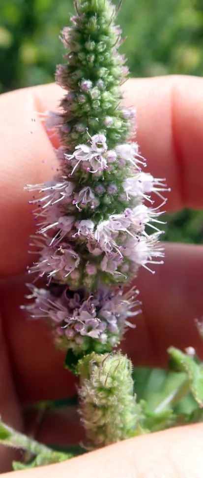 Flor de Mentha spicata