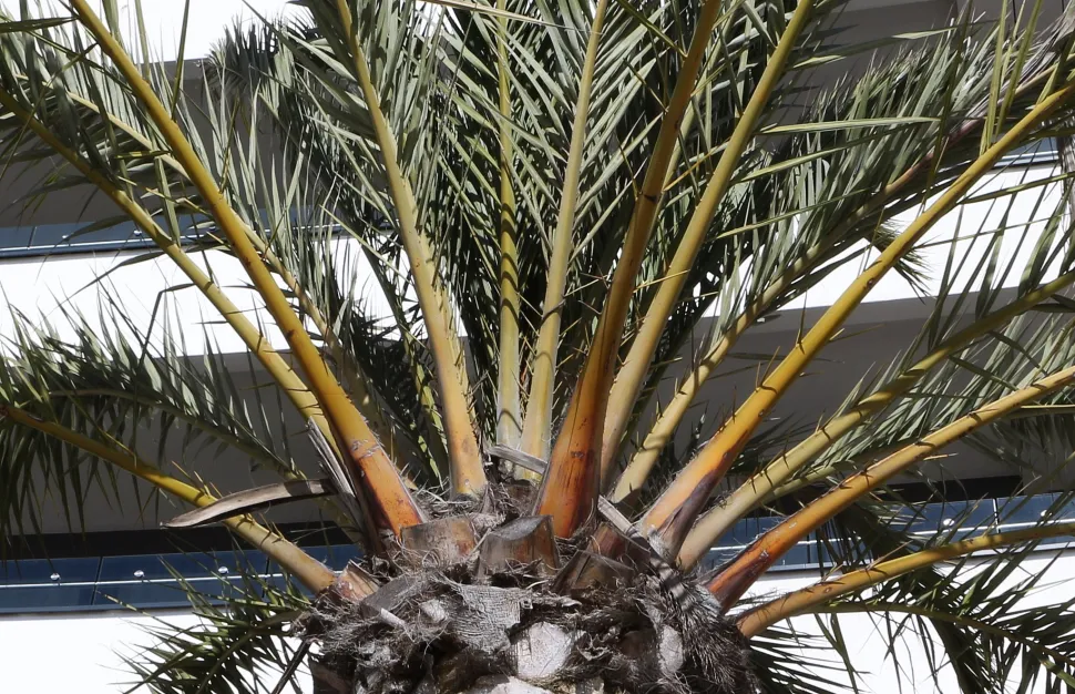 Top van een dadelpalm