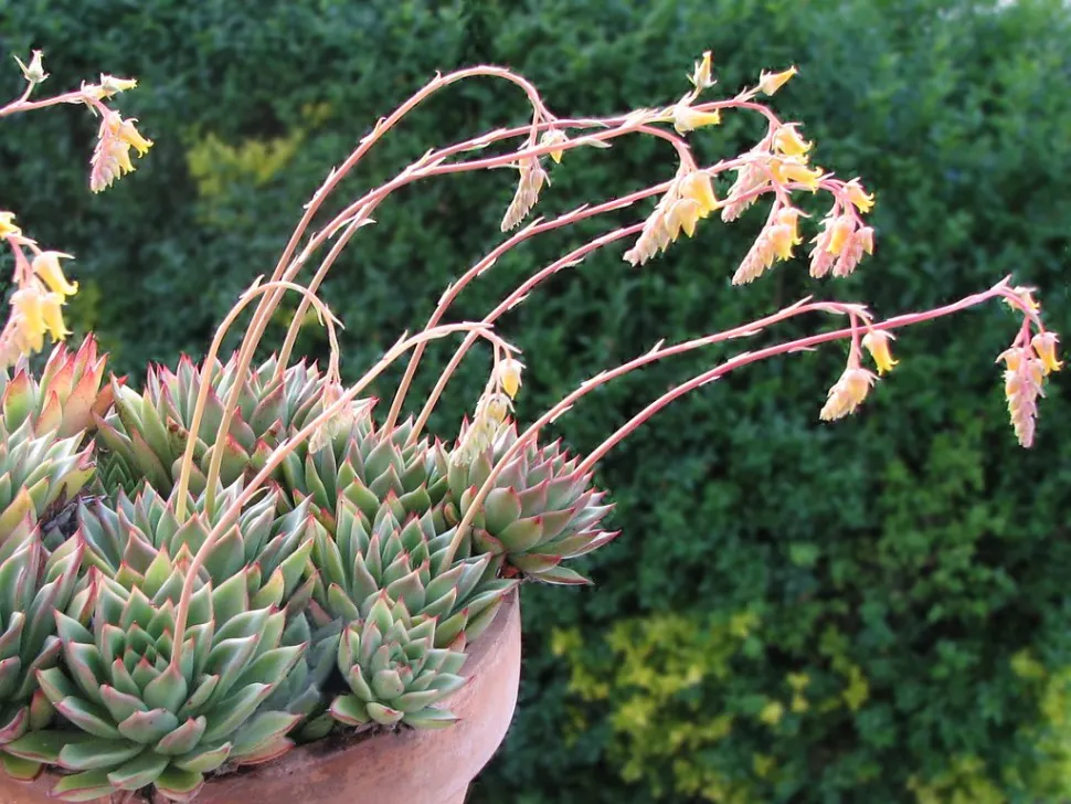 Blühender Topf von Echeveria pulidonis