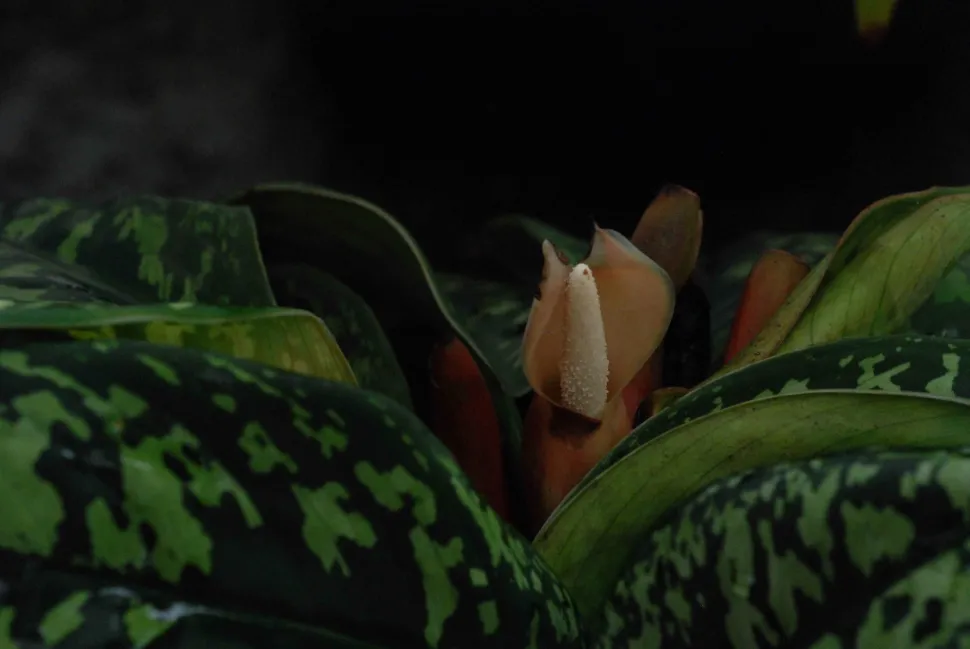 Rød og hvid blomsterstand Adelonema wallisii