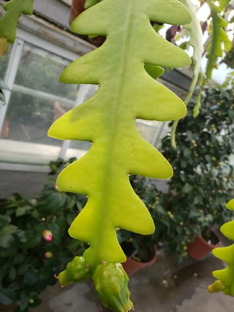 Tige de cactus zigzag