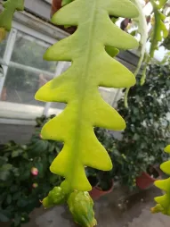 Zigzag cactus stengel