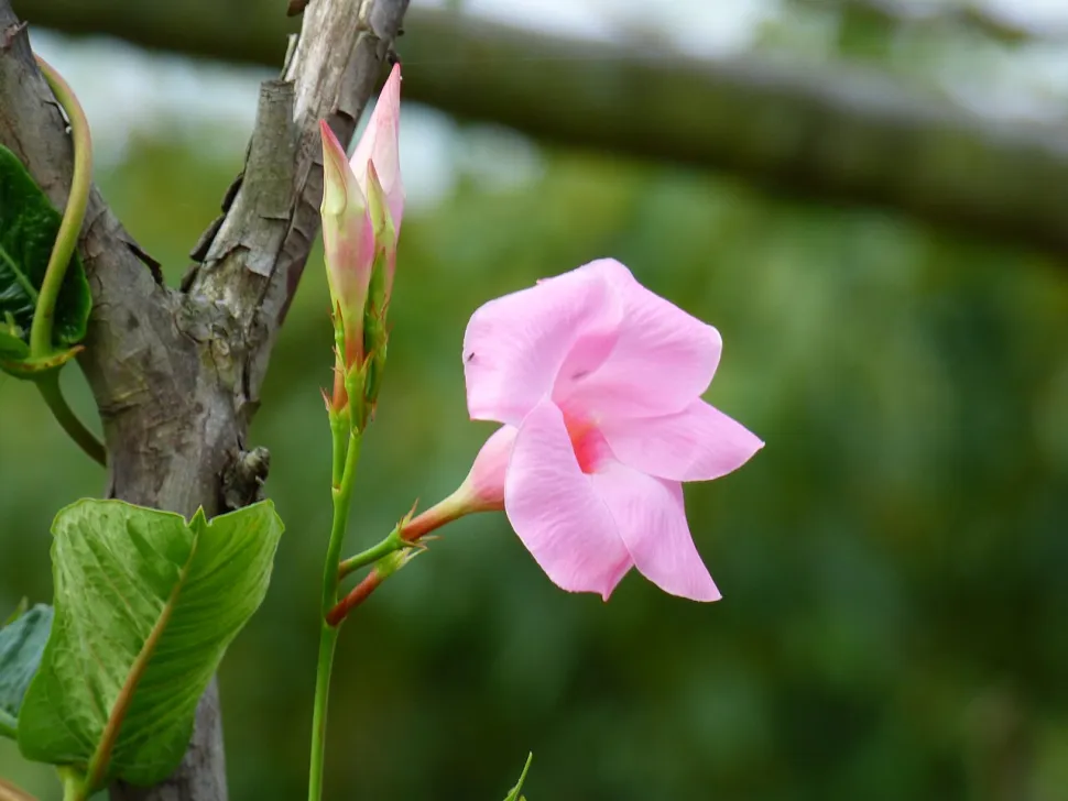 Fleur rose Mandevilla amabilis