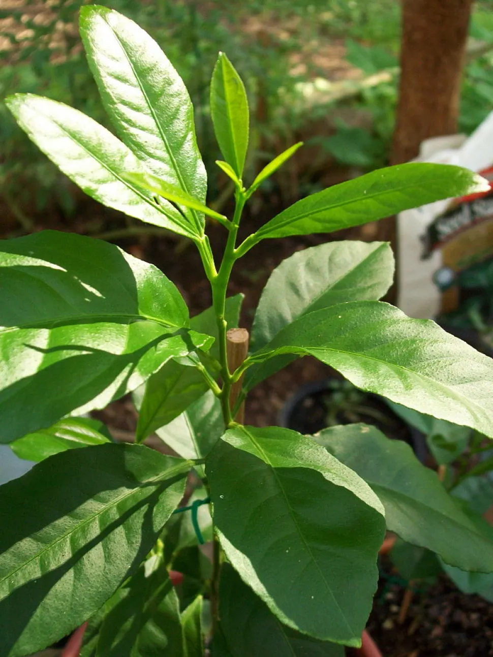Folhas lanceoladas verde-limão
