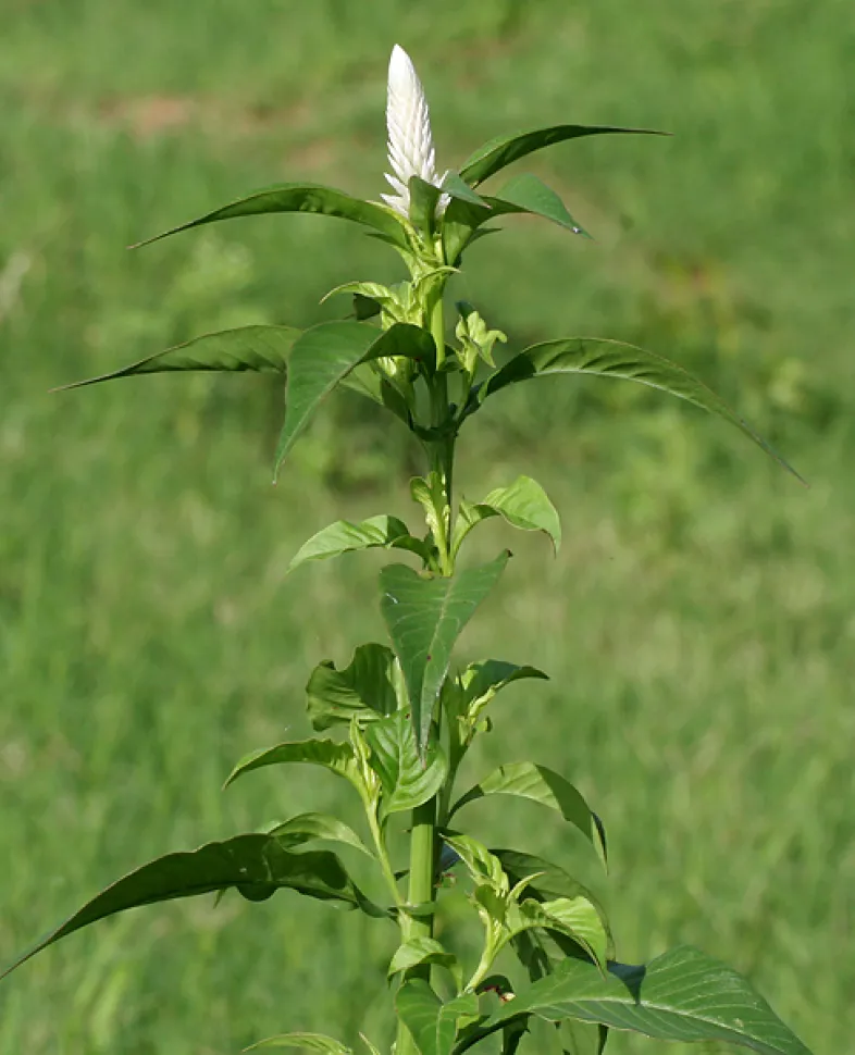 Celosia argentea branca