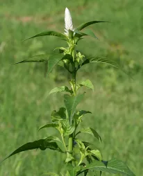 Celosia argentea branca