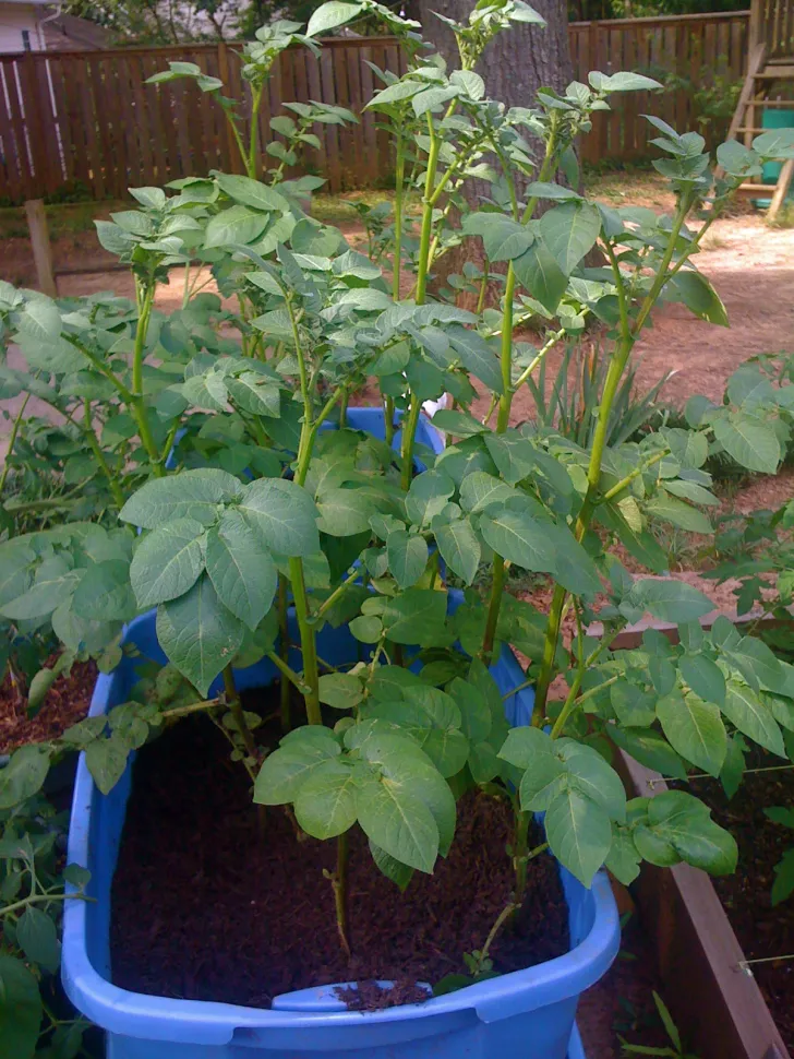 Bintje potato plants