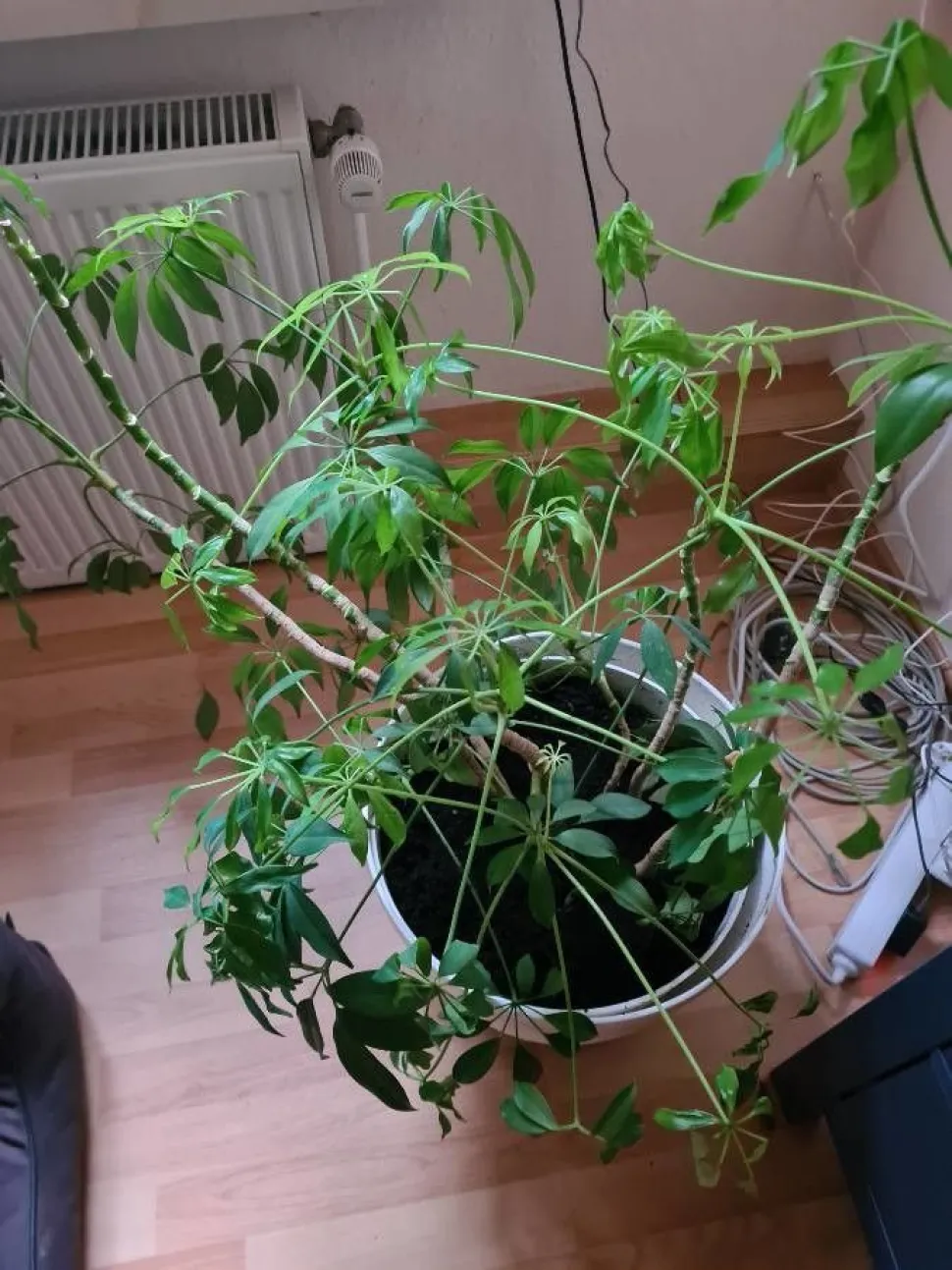 Albero ombrello in vaso