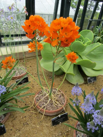 Ornithogalum dubium arancione