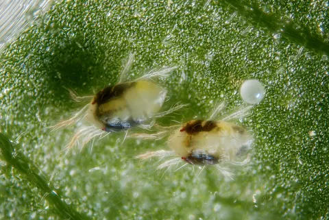 Hembra de Tetranychus urticae con sus huevos.