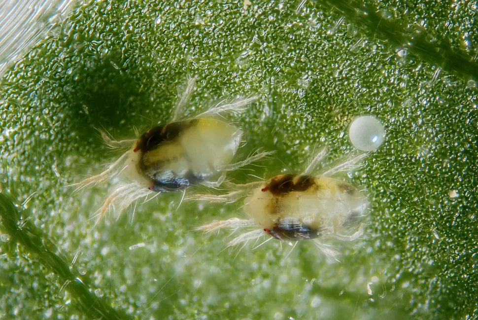 Weibliche Tetranychus urticae mit ihren Eiern.