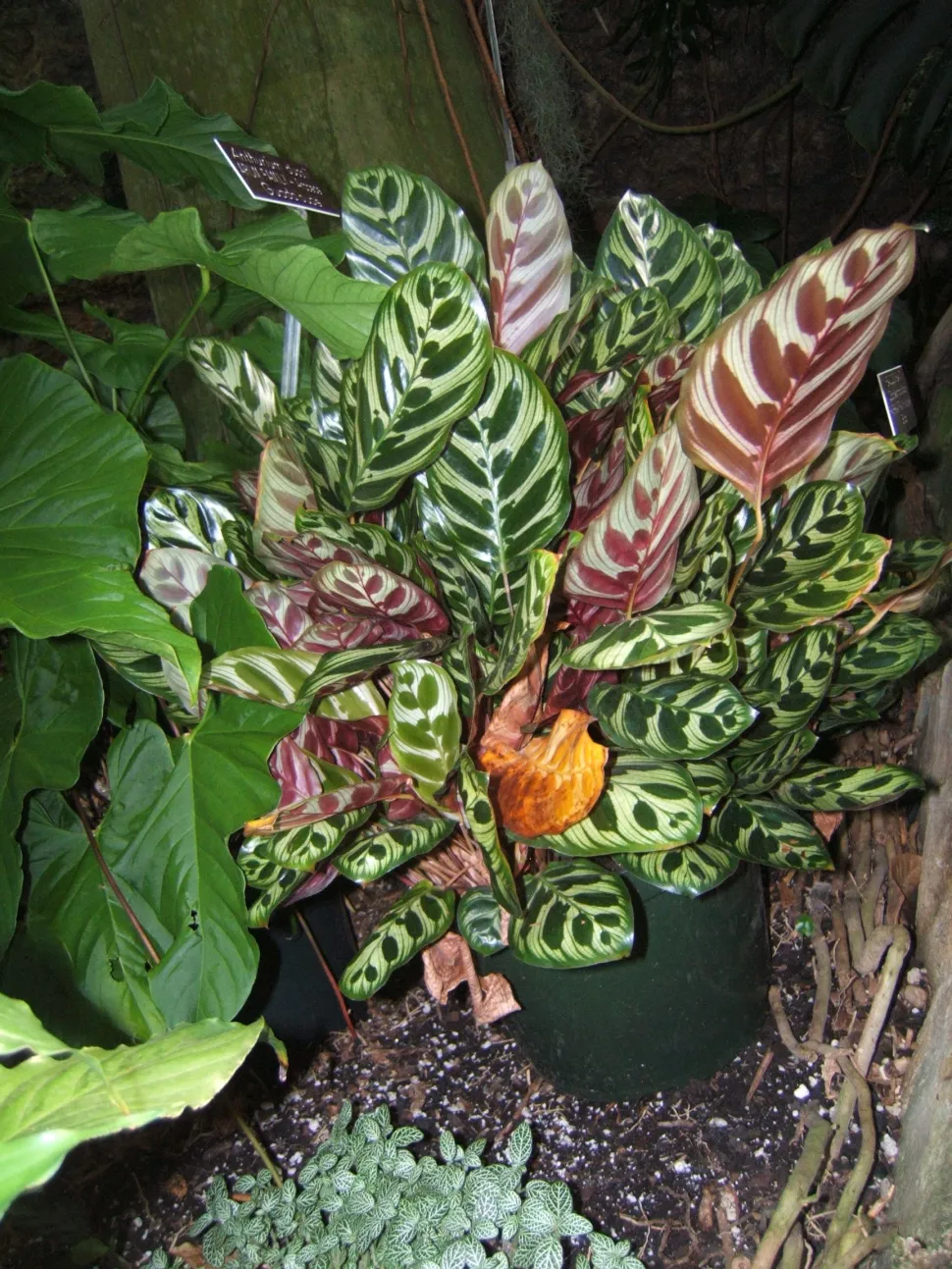 Goeppertia makoyana Grünes Blatt mit Flecken