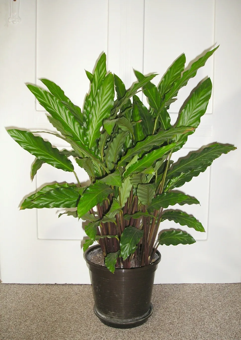 Planta tropical verde en maceta Calatahea Rufibarba
