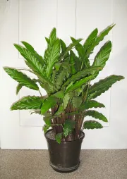 Plante verte tropicale en pot Calatahea Rufibarba