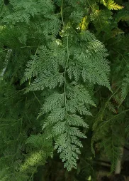 Davallia fejeensis varenblad