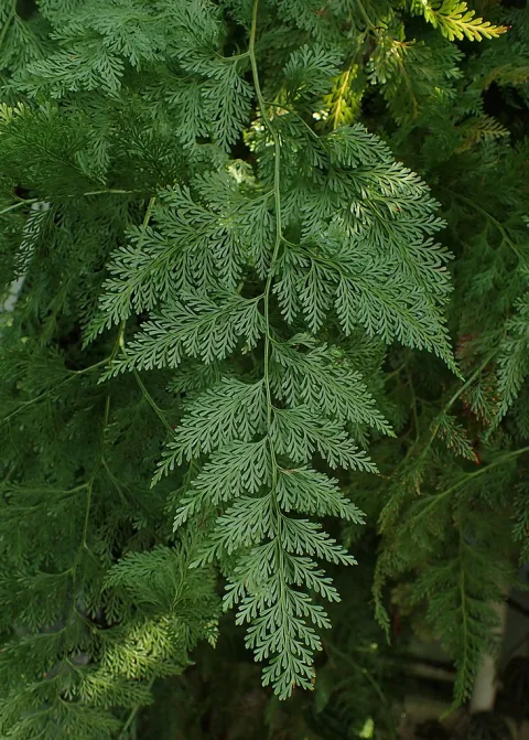 Farnwedel Davallia fejeensis