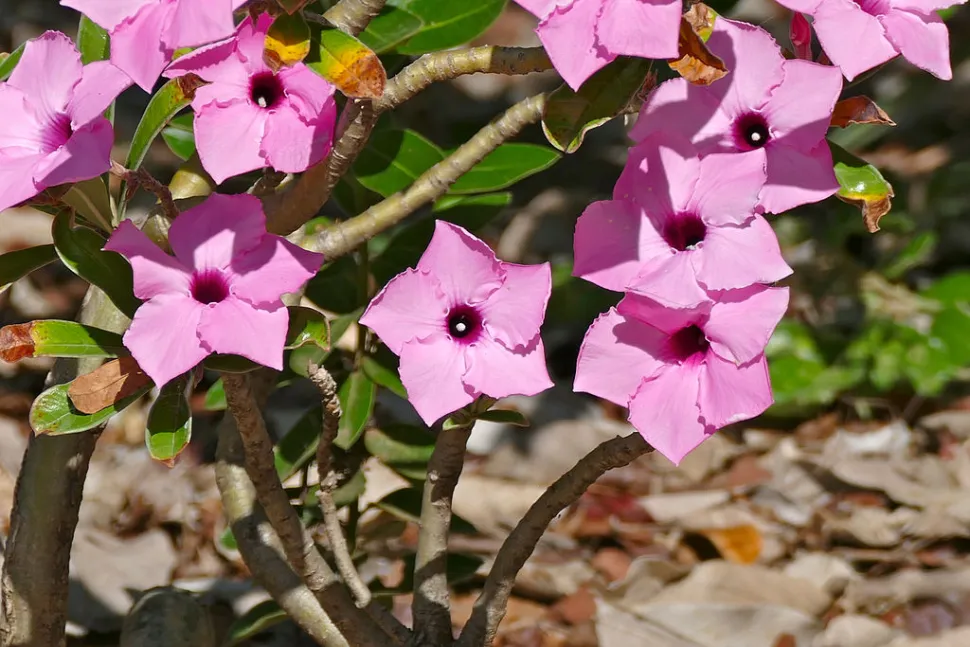 Adenium swazcium flowers