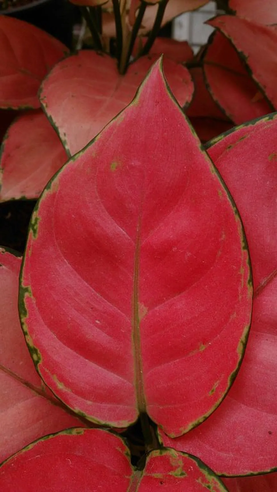Roze blad met groene rand Aglaonema 'Suksom