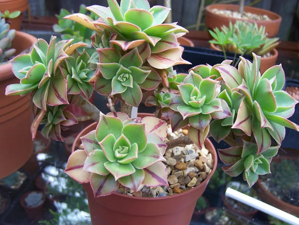 Aeonium leucoblepharum hojas rayadas