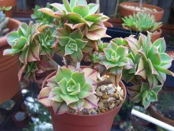 Aeonium leucoblepharum striped leaves