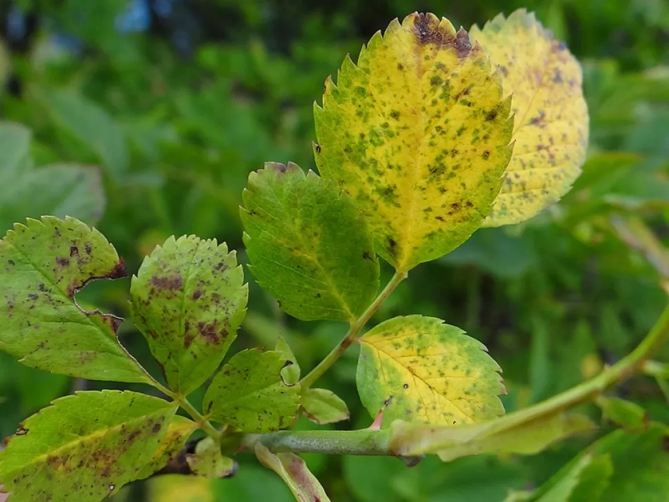 Peronospora sulle foglie di rosa canina