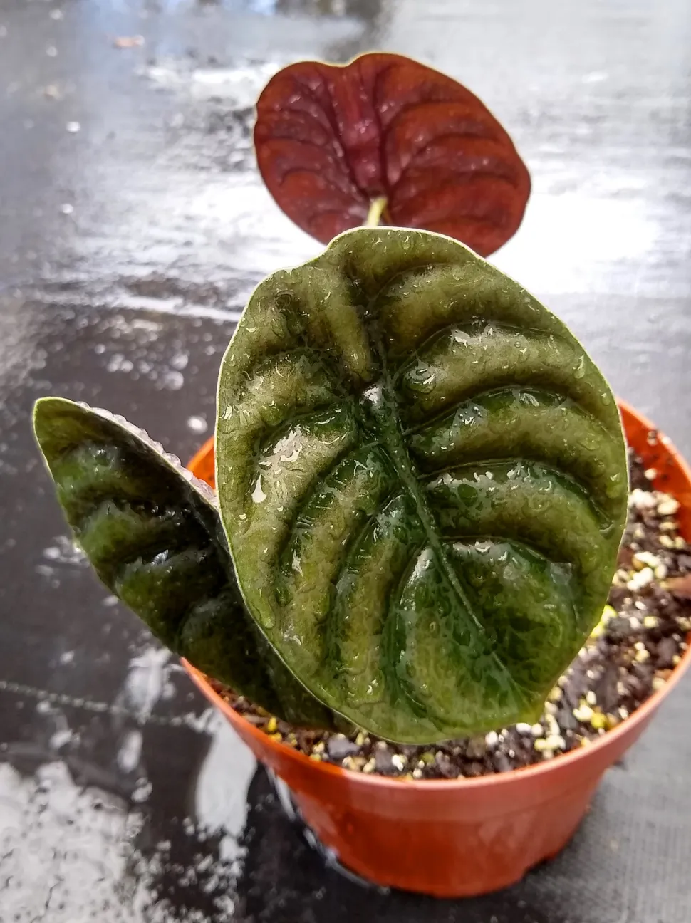 Cultivar vert et pourpre Alocasia cuprea