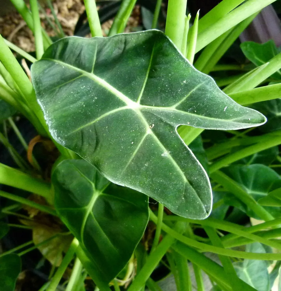 Foglia di Alocasia Green Velvet