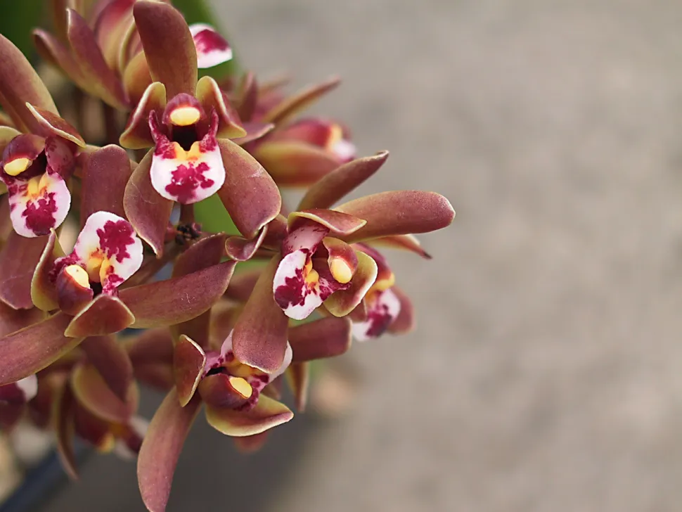 Flores de Cymbidium floribundum