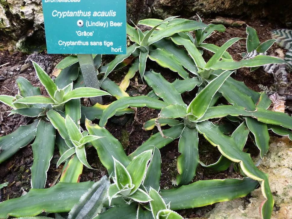 Cryptanthus acaulis verde escuro