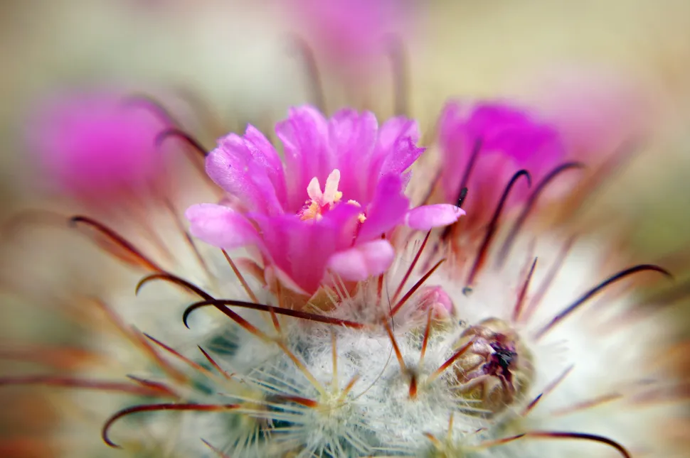 Mammillaria bombycina in bloei