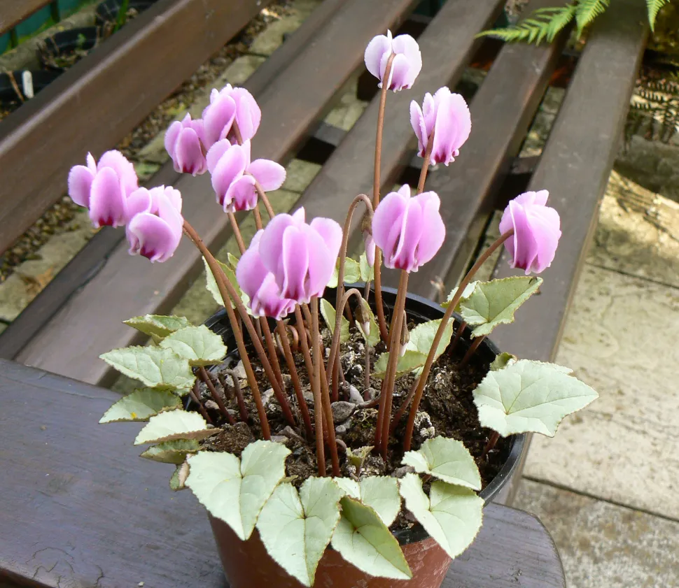 Ciclame de Nápoles cor-de-rosa