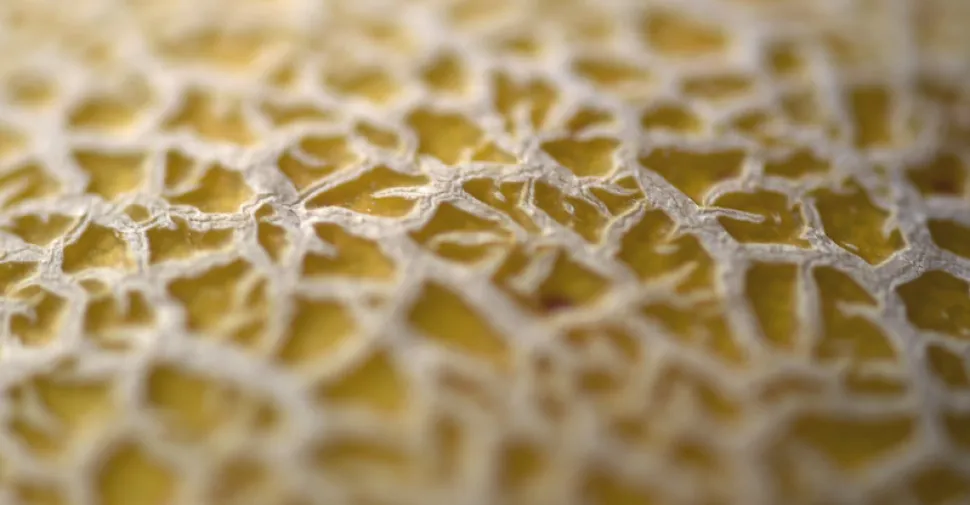 Embroidered melon rind Cucumis melo reticulatus