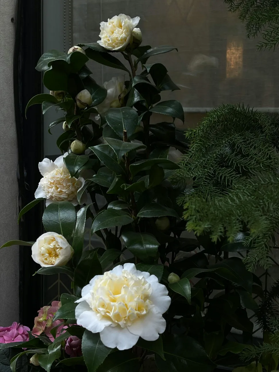 Camellia japonica gialla e bianca 'Brushfield yellow
