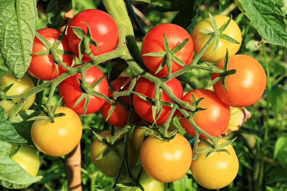 Tomates amarillos y rojos