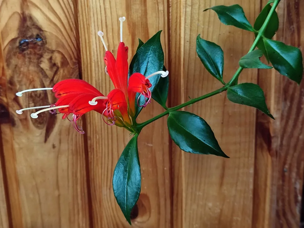 Blomstrende stængel af Aeschynanthus speciosus