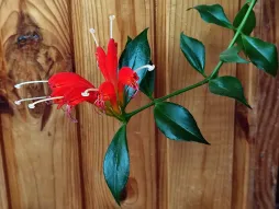 Stelo fiorito di Aeschynanthus speciosus