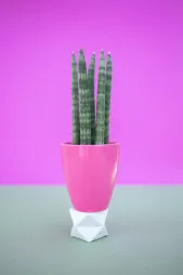 Sansevieria bacularis en maceta