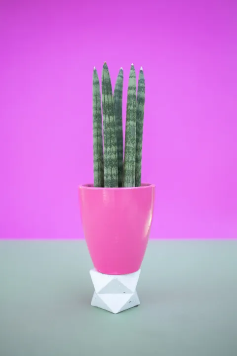 Sansevieria bacularis i en potte